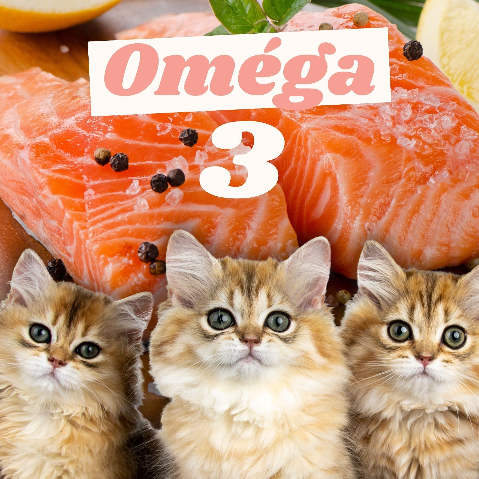 Les meilleures sources d’oméga-3 pour un cerveau en pleine forme !