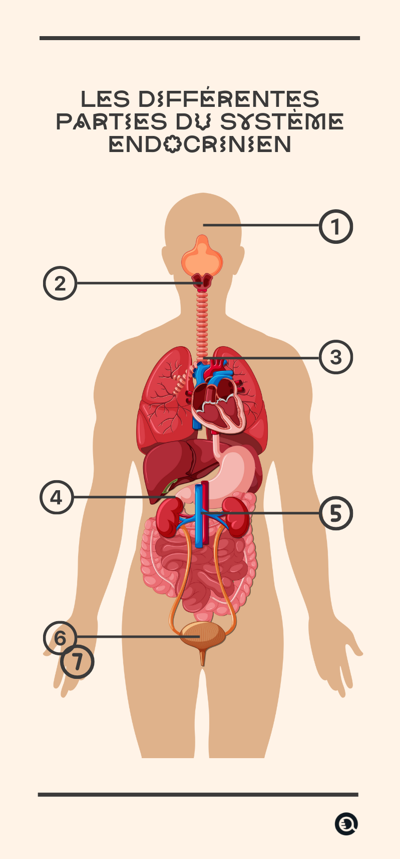 L'anatomie des différentes parties du système endocrinien