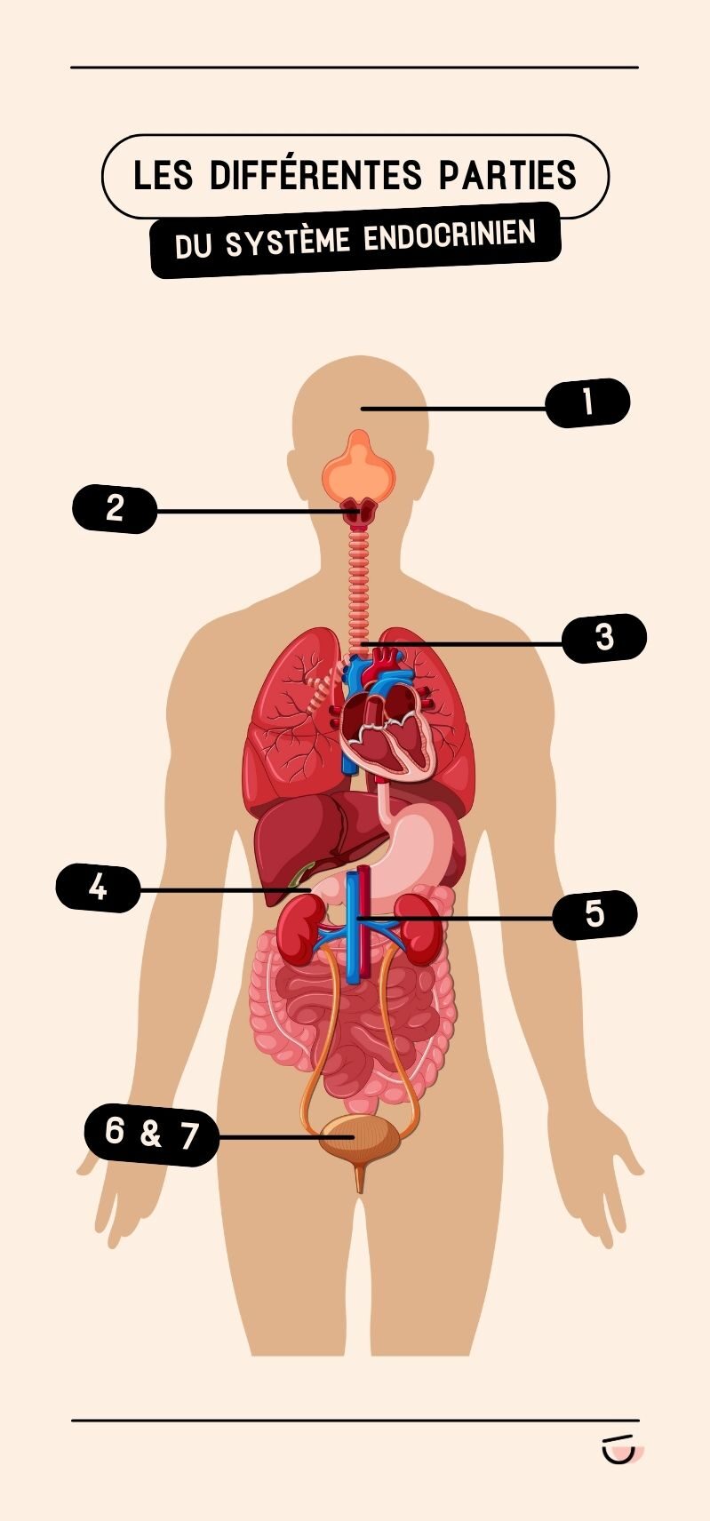 Les différentes parties du système endocrinien dans le corps humain