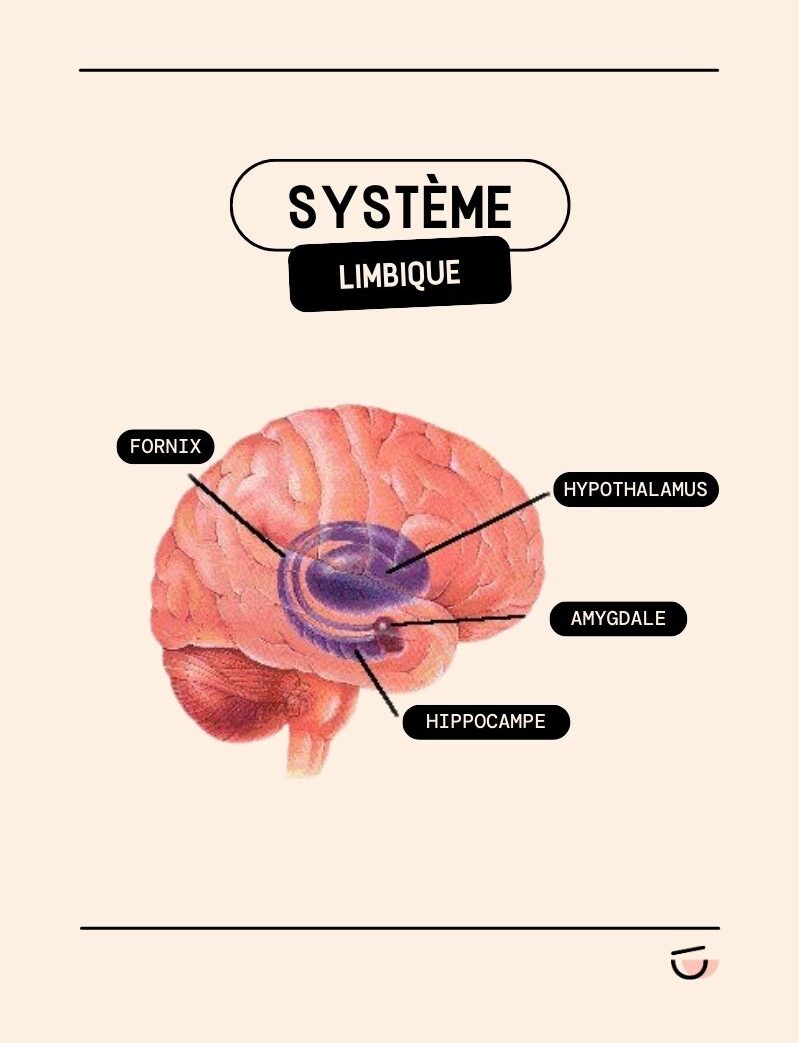 Le système limbique et ses différents constituants.